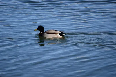 DSC_1161 (Large).JPG